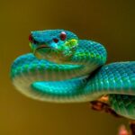 When You Dream About a Snake: Unraveling the Symbolism and Meanings