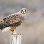 Hawk: Understanding its Spirit Animal Meaning