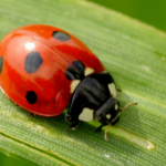 Exploring the Symbolism and Meaning of the Ladybug: Your Tiny Spirit Animal Guide