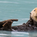 Otter Spirit Animal: Embrace the Joyful and Playful Nature Within
