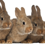 Spiritual Meaning Of Rabbits