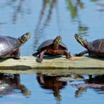 Spiritual Meaning Of Turtles